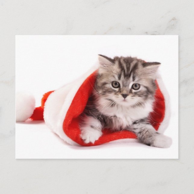 Kitten In A Santa Hat Holiday Postcard (Front)