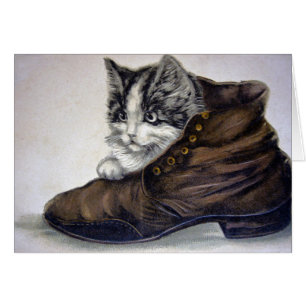 Kitten in a Shoe