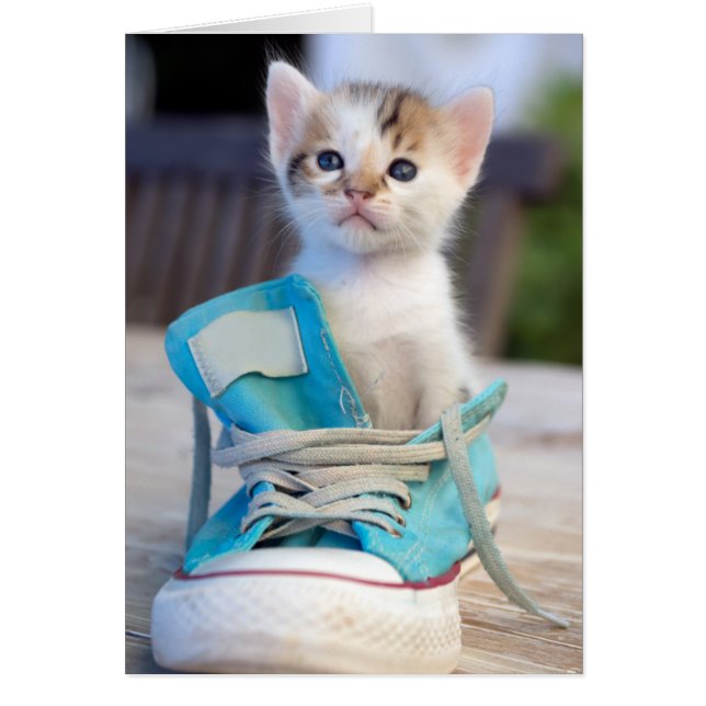 Kitten In A Shoe (Front)