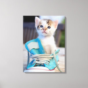 Kitten In A Shoe Canvas Print