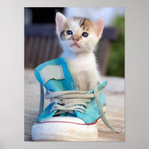 Kitten In A Shoe Poster