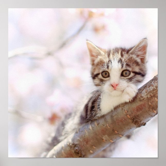 Kitten In A Tree Poster (Front)
