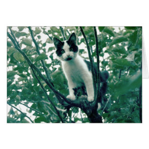 Kitten in an Apple Tree