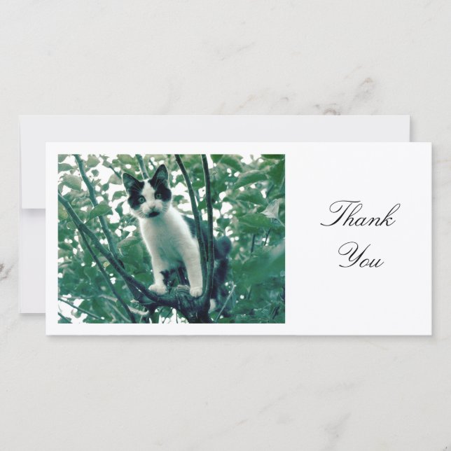 Kitten in an Apple Tree - Thank You (Front)