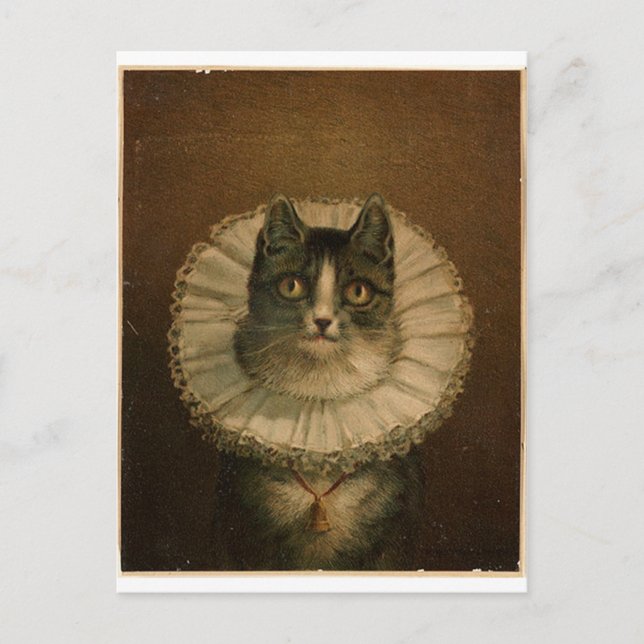 Kitten in an Elizabethan ruff Postcard (Front)