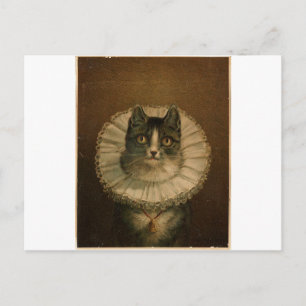 Kitten in an Elizabethan ruff Postcard
