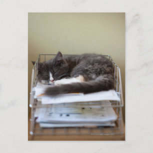 Kitten in an office in box postcard
