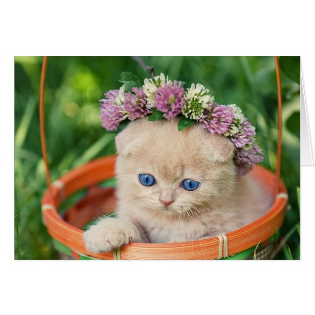 Kitten in Basket Flower Crown (Front Horizontal)