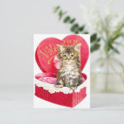 Kitten in Candy Box