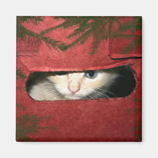Kitten in Christmas box Magnet