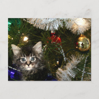 Kitten in Christmas tree Holiday Postcard