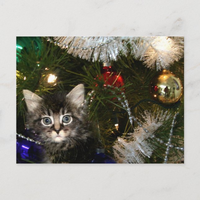 Kitten in Christmas tree Holiday Postcard (Front)