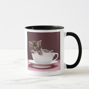 Kitten in cup and saucer