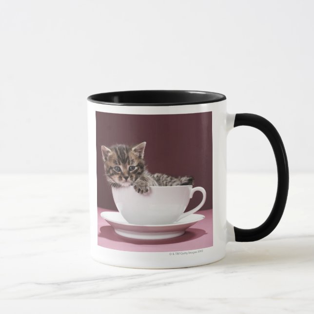 Kitten in cup and saucer (Right)