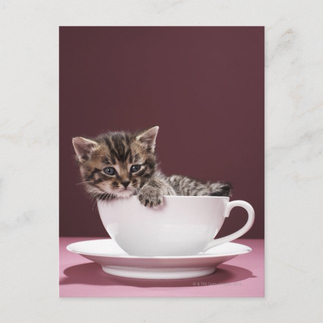 Kitten in cup and saucer postcard (Front)