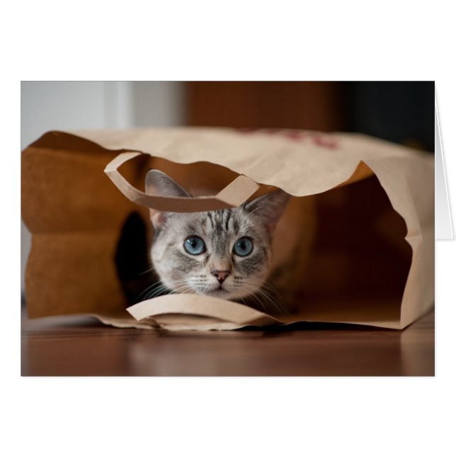 Kitten in Grocery Bag (Front Horizontal)