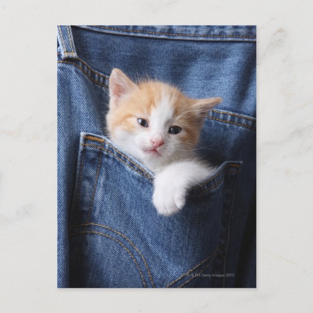 kitten in jeans bag postcard (Front)