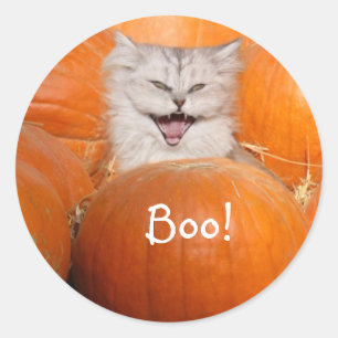 Kitten in pumpkins classic round sticker
