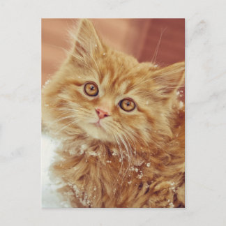 Kitten in Snow Postcard