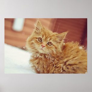 Kitten in Snow Poster