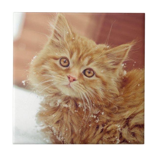 Kitten in Snow Tile (Front)