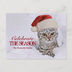 Kitten in snow with santa hat holiday postcard