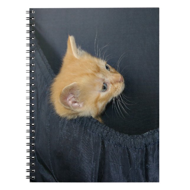 Kitten in suitcase notebook (Front)