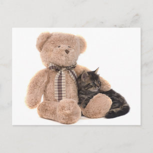 kitten in the arms of a teddy bear postcard