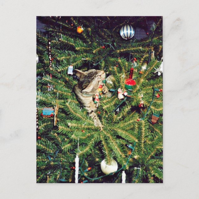 Kitten in the Christmas tree Holiday Postcard (Front)