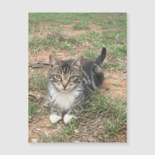 Kitten in the Grass