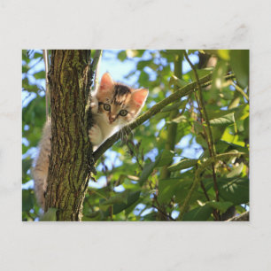 Kitten in Tree Postcard