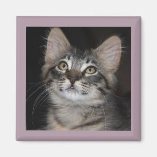 Kitten Innnocence Magnet