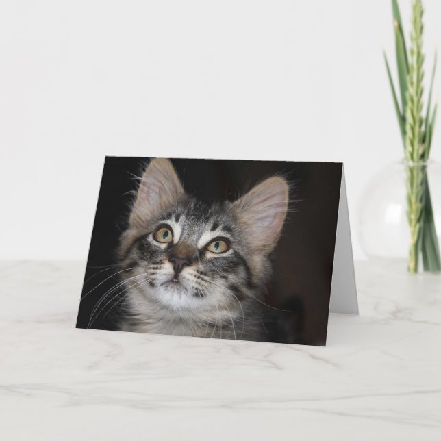 Kitten Innocence Anniversary Card (Front)