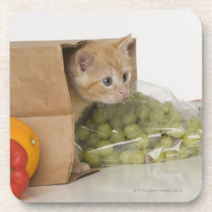 Kitten inside grocery bag coaster