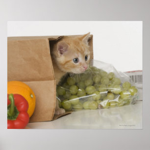 Kitten inside grocery bag poster