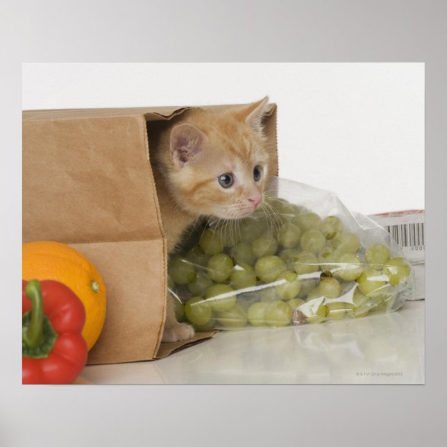 Kitten inside grocery bag poster (Front)