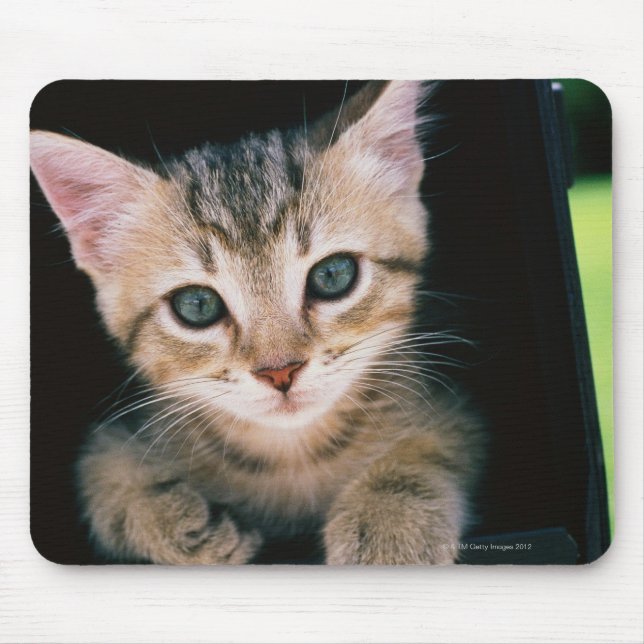 Kitten inside of mailbox mouse mat (Front)