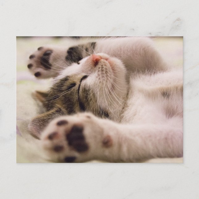 Kitten Kitty Cat Cute Fun Postcard (Front)