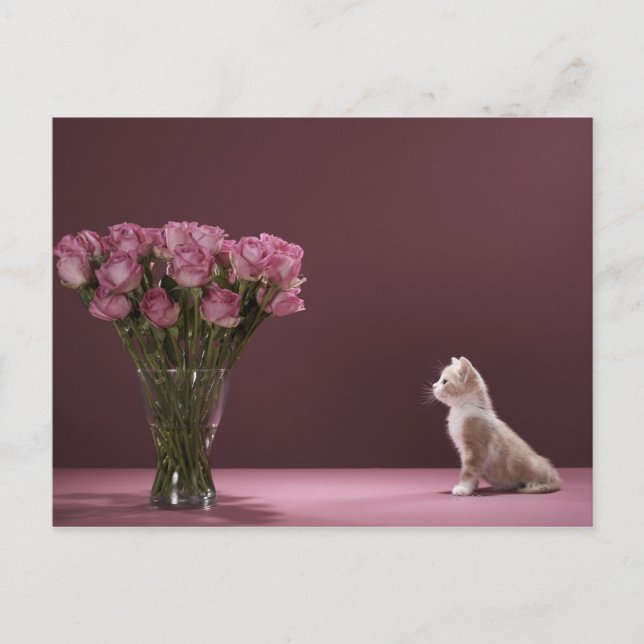 Kitten looking at vase of roses postcard (Front)