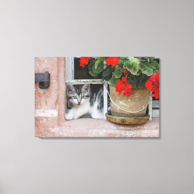 Kitten Looking Out Window Canvas Print (Front)