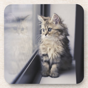 Kitten Looking Out Window Coaster