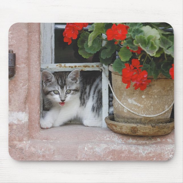 Kitten Looking Out Window Mouse Mat (Front)