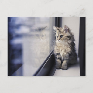 Kitten Looking Out Window Postcard