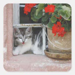 Kitten Looking Out Window Square Sticker