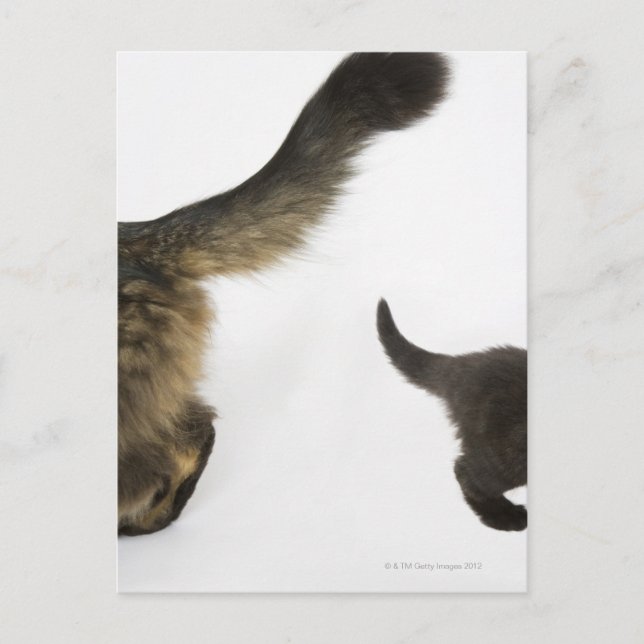 Kitten Looking up at its Mother's Tail Postcard (Front)