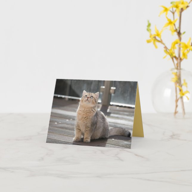 Kitten Love Card (Yellow Flower)