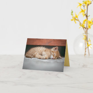 Kitten Love Card
