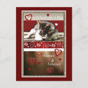 Kitten Love Valentine Holiday Postcard