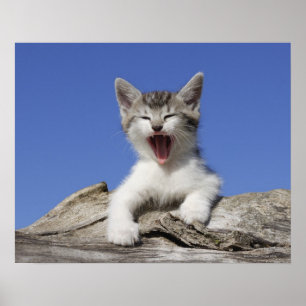 Kitten lying on log, yawning, close-up poster