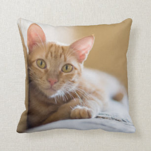Kitten Lying On The Couch Cushion